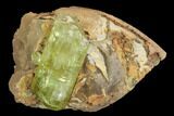 Lustrous, Yellow Apatite Crystal on Calcite - Morocco #84322-2